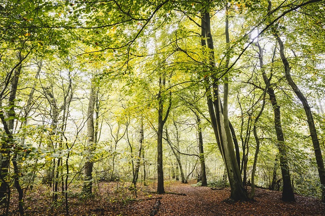 Forêt domaniale Raismes-St-Amand-Wallers