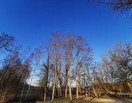 [Visite Guidée] Arbres remarquables
