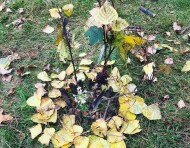[Activité] Land Art