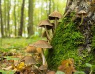A la découverte des champignons