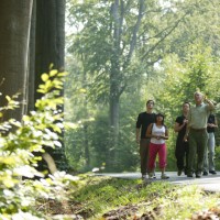 Forêt domaniale de Raismes-Saint-Amand-Wallers © Samuel Dhote