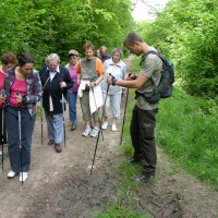 Marche nordique en forêt domaniale de Raismes-St-Amand-Wallers © OT Porte du Hainaut