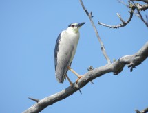 Conférence : L’histoire des zones humides et des oiseaux aquatiques