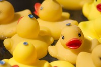 Les Canards déchaînés de la Scarpe