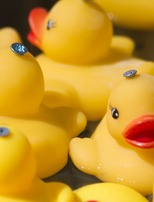 Les Canards déchaînés de la Scarpe