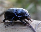 [RDV Nature] MinusculeS des forêts