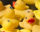 Les Canards déchaînés de la Scarpe