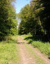 Balade en forêt domaniale © Office de Tourisme de La Porte du Hainaut.JPG