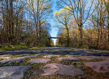|Festival de l'Oiseau| La Trouée d’Arenberg : entre nature et légende - Wallers