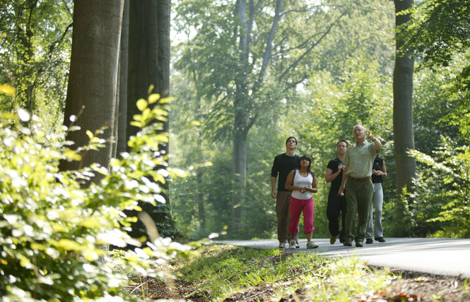 Forêt domaniale de Raismes-Saint-Amand-Wallers 1 - Saint-Amand-les-Eaux