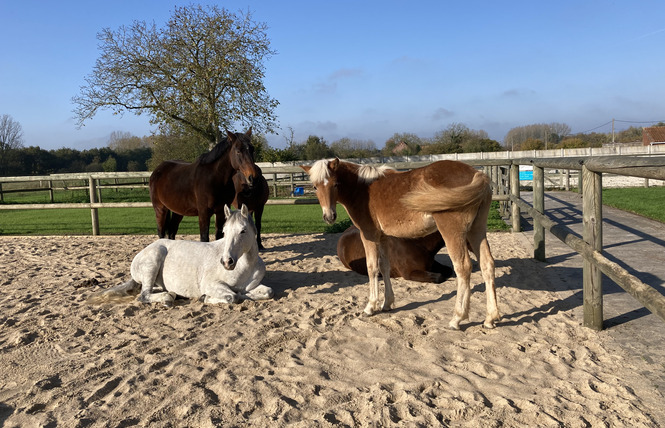 Gîte des Fèves 5 - Lecelles
